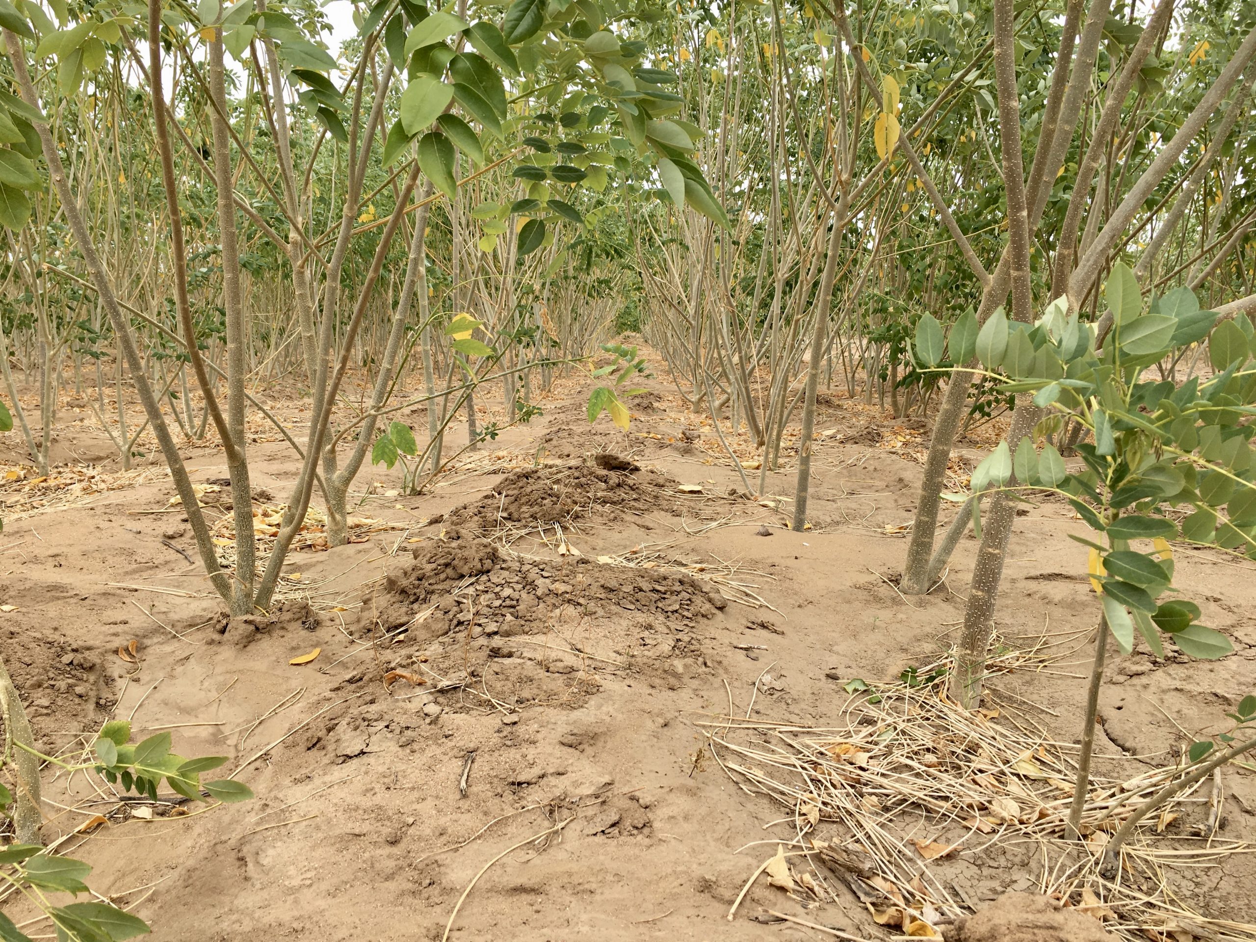 Asueyi Village Biomass Program (Ghana)